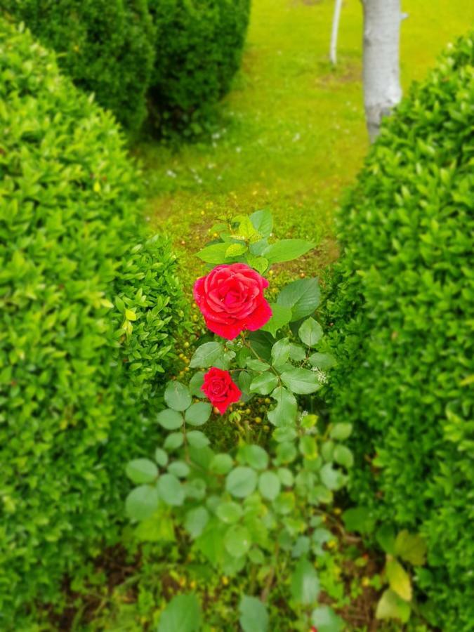 Apartment Paradise Enver Dubrave Gornje Dış mekan fotoğraf
